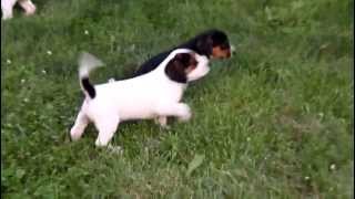 Beagle Mix Puppies For Sale [upl. by Marino]