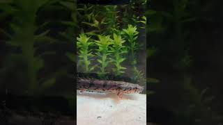 Added Dragon fish aka Delhezi bichir 🐉 aquarium freshwaterfish aquascape [upl. by Nnek]