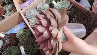 Arrumando AGAVOIDES para a mudança  mais explicações succulents [upl. by Rehpotsyrk654]