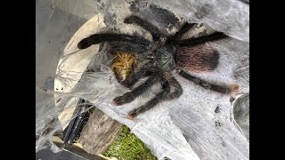 Avicularia aviculariia  The Common Pink Toe egg sac removal [upl. by Stefania585]