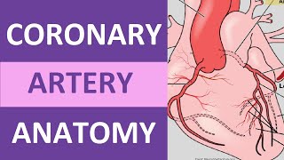 Coronary Artery Anatomy and Physiology Blood Supply Nursing  Anatomy [upl. by Stila298]