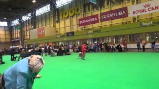 Crufts 2016  Keeshond breed judging [upl. by Gunar411]