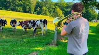 do cows like my singing monsters [upl. by Welford]