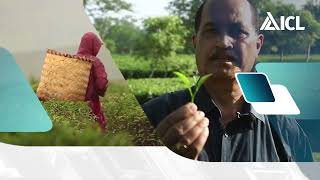 Improving Tea with correct Nutrition – ICL Polysulphate [upl. by Munt]