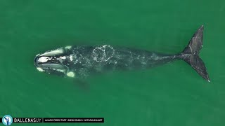 Ballena Franca a lunares lobos marinos y un arcoíris  Punta del Este  Uruguay  160924 [upl. by Ainad]