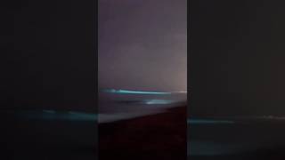 Bioluminescence in ECR beach music song bluebeach reethikaraghuraman bioluminescence [upl. by Ettenuj]