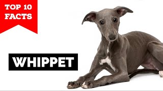 Whippet  Top 10 Facts [upl. by Jackelyn]