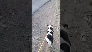 Walking with Kai dog dogs doglover puppy puppies shorts youtubeshorts short animals cute [upl. by Oicnedif]