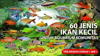 60 Jenis Ikan Kecil Cantik untuk Aquarium KomunitasAquascape [upl. by Artus]