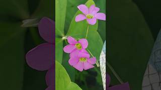 Oxalis Latifolia Oxalis flowers beautifulnepal shortsfee shorts short subscribe viralshort [upl. by Drahnreb]