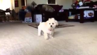 Maltipoo barking [upl. by Ainez97]