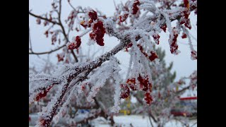 In the bleak midwinter [upl. by Anaihsat811]