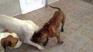 Dog fighting Pitbull vs American bulldog vs Dogo argentino v30 [upl. by Luht62]