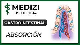 Clase 54 Fisiología Gastrointestinal  Absorción en el tubo digestivo IGdoctorpaiva [upl. by Neelrad]