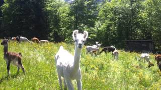 Lamas amp Alpakas auf einer Weide in Aeschi bei Spiez 20140523 114122 [upl. by Pathe]