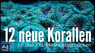 Das XXL Meerwasserbecken füllt sich  12 neue Korallen  AquaOwner [upl. by Airdnaid531]