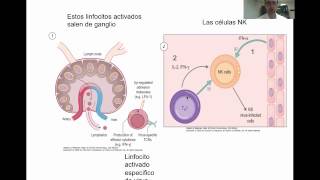 Tema 14b Respuesta inmune a bacterias virus hongos protozoos y helmintos umh1947 201314 [upl. by Aihn]