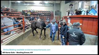 4R Horse Sale  Bowling Green KY [upl. by Noxid]