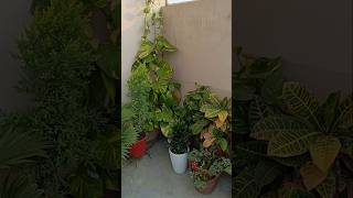 Terrace garden ke corner ka makeover shortvideo [upl. by Notneiuq894]