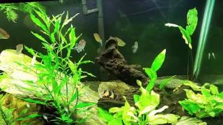 My Thoughts On Phosphates in a Planted Freshwater Aquarium [upl. by Hiro]