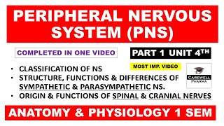 Peripheral Nervous System complete  Sympathetic Parasympathetic  Spinal and Cranial Nerves  Ch1 [upl. by Krystle]