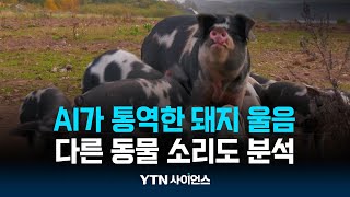 돼지가 행복할 때 내는 소리는AI가 통역한 돼지 울음  과학뉴스 241028 [upl. by Terle]