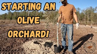 Starting a NEW orchard farming diy olive [upl. by Kaazi944]