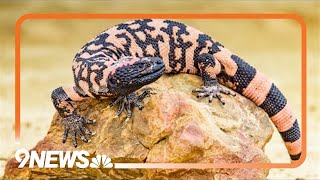 Man dies after being bitten by Gila monster [upl. by Bully]