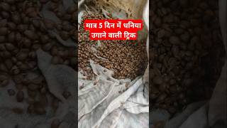 धनिया को जल्दी उगाने का तरीका। Coriander Farming viralvideo plants farming shorts village [upl. by Trojan666]