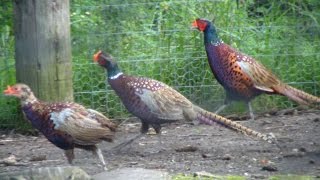 How To Raise Your Own Pheasants [upl. by Hazlip]