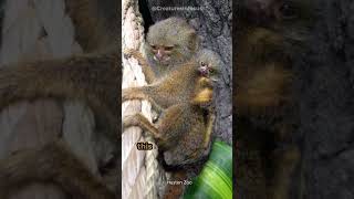 Pygmy Marmosets  The Worlds Tiniest Monkeys [upl. by Eciryt]