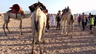 Egypt  Dahab Festival 2012 [upl. by Shelby]