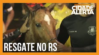 Cavalo é resgatado de área alagada no Rio Grande do Sul [upl. by Anirtruc]