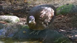 Great Tinamou drinking 4K [upl. by Arthur]