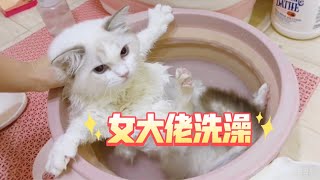 给猫猫们屯肉，没想到女大佬洗澡竟这么软糯！ [upl. by Iblehs]