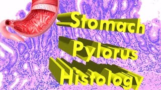 Stomach Pyloric Region Histology HampE [upl. by Einegue]