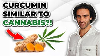 Curcumin amp Cannabis Crossover Effects In The Brain Endocannabinoid System [upl. by Krell]