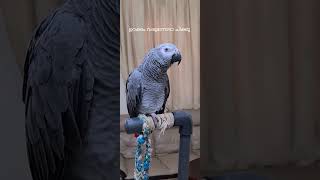 കുളി കഴിഞ്ഞു ഉറങ്ങനിരിക്കുന്ന ചിക്കൂട്ടൻ  Malayalam talking grey parrot  shorts shortsfeed [upl. by Dimond]