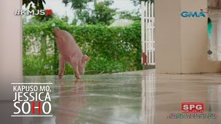 Kapuso Mo Jessica Soho Lucky the pet pig [upl. by Sivam]