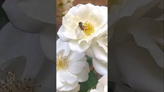 Unveiling the Hidden Beauty of Bee Pollination [upl. by Beberg431]