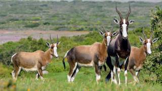 Afrique Australe la faune face aux saisons [upl. by Naahs]