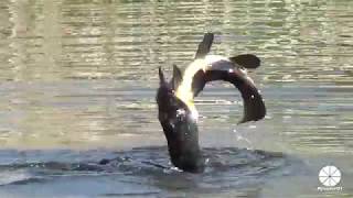 Great Cormorant catches and eats a huge Carp actually a Tench [upl. by Elleda335]