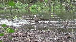 Eagle in Awendaw [upl. by Assilrac]