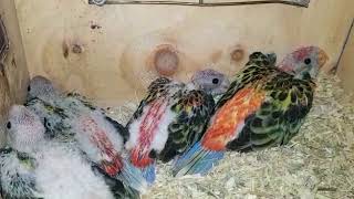 Crías de Rosellas eximius papilleras en México [upl. by Anaej]