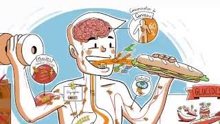 Le parcours des glucides dans lorganisme [upl. by Flavian]