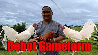 Lets Visit The Farm Of Bebot Gamefarm [upl. by Myranda]