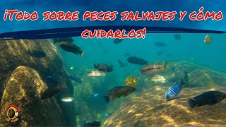 Desde el río hasta tu acuario secretos para cuidar peces salvajes [upl. by Duggan964]