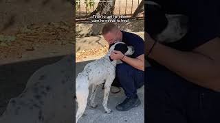 Lonely Dog Was Abandoned At A School  The Dodo [upl. by Ahsilrac]