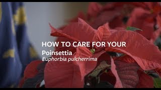 How to care for your Poinsettia  Grow at Home  Royal Horticultural Society [upl. by Karina]