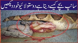 Snake giving birth  Free snake video 2017  Snake birth Live Video  Snake kaise bachy deta hai [upl. by Ahseram891]